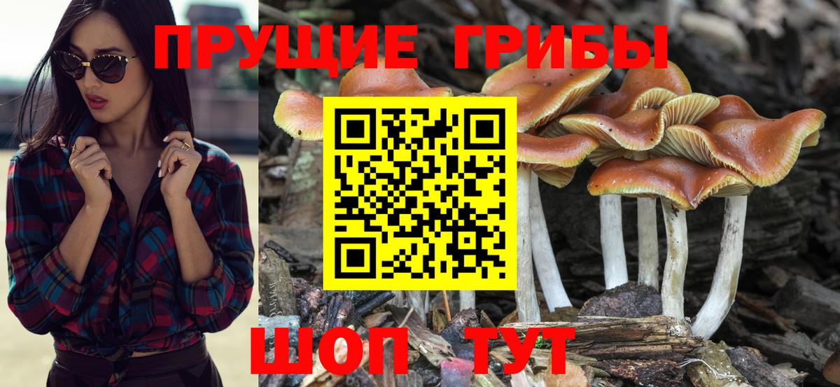 Галлюциногенные грибы GOLDEN TEACHER Тара
